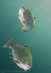 Trout. Capernwray. D200, 20mm, +4 diopter. by Derek Haslam 